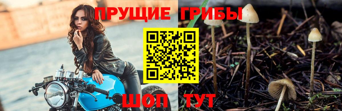 Балтийск  Галлюциногенные грибы ЛСД  Вход с VPN  Псилоцибиновые грибы Magic Shrooms 
